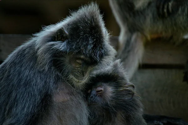 Malaysia Timur Pulau Kalimantan Nama Monyet Langur Keluarga Monyet Berasal — Stok Foto