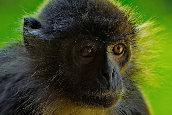 Malásia Oriental Ilha Bornéu Nome Macaco Langur Família Macacos Vem — Fotografia de Stock