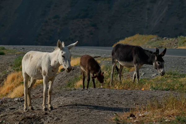 Tajikistan Pamir Highway Domestic Donkey Domesticated Subspecies Wild Donkey Widely — Stock Photo, Image
