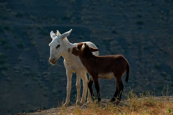 Tacikistan Pamir Otoyolu Evcil Eşek Pek Çok Gelişmekte Olan Ülkenin — Stok fotoğraf