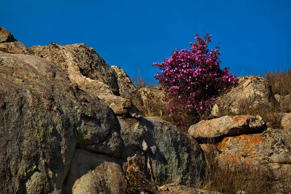 ロシア 山アルタイ チュイスキー管 Maralnik Ledebourii シャクナゲの開花の時代 — ストック写真