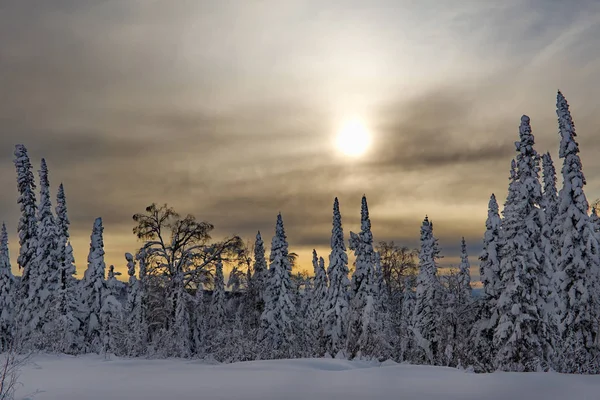 Зимовий Ранок Сніговій Тайзі Росія Південь Від Західного Сибіру Гірський — стокове фото