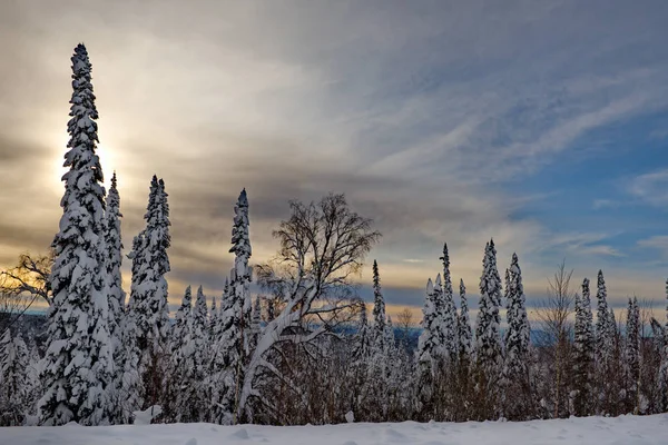 Зимовий Ранок Сніговій Тайзі Росія Південь Від Західного Сибіру Гірський — стокове фото