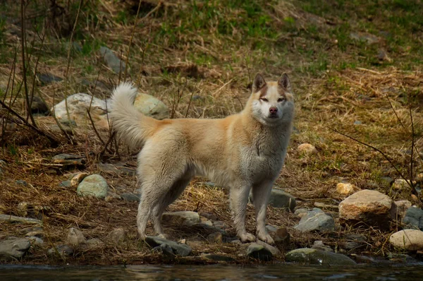 Σιβηρίας Husky Είναι Μια Φυλή Του Σκύλου Χαρακτηρίζεται Από Παχιά — Φωτογραφία Αρχείου