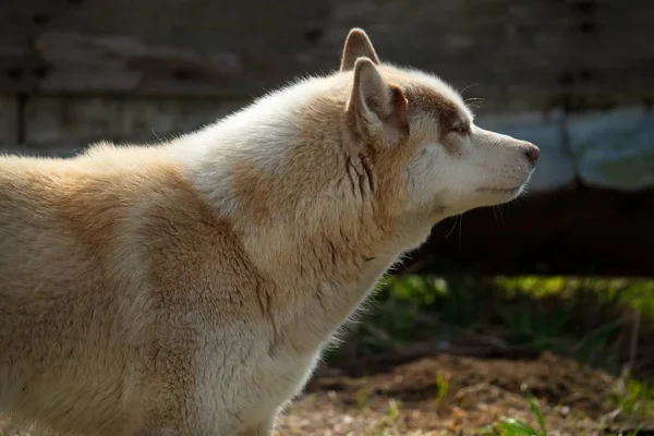 西伯利亚哈士奇是一种狗 其特征是浓密的头发和迷人的各种颜色的眼睛 外表上看 哈士奇是某种野性的东西 甚至是狼 但实际上它是一只友善可爱的狗 — 图库照片