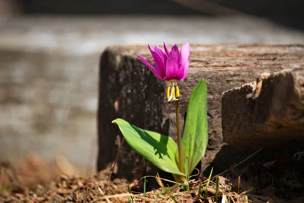 Rosja Kuznetsk Alatau Riverhead Rzeki Tom Erythronium Sibiricum — Zdjęcie stockowe