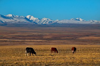 - Rusya. Altai Dağı. Chui yolu boyunca soğuk sonbahar otlaklarında otlayan inekler..