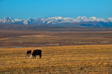 - Rusya. Altai Dağı. Chui yolu boyunca soğuk sonbahar otlaklarında otlayan inekler..