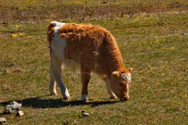 Ρωσία Βουνό Αλτάι Αγελάδες Βόσκουν Κρύα Φθινοπωρινά Λιβάδια Κατά Μήκος — Φωτογραφία Αρχείου