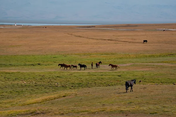 Orta Asya Kırgızistan Tacikistan Sınırındaki Pamir Arazisinin Doğu Kısmında Sürüleri — Stok fotoğraf