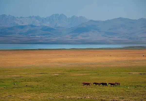 Orta Asya Kırgızistan Tacikistan Sınırındaki Pamir Arazisinin Doğu Kısmında Sürüleri — Stok fotoğraf