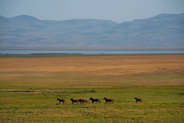 Центральная Азия. Кыргызстан. Свободно пасущиеся стада лошадей в восточной части Памирского тракта на границе с Таджикистаном
.