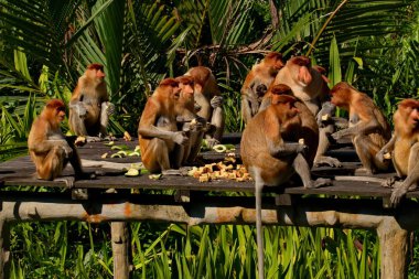Malezya. Uzun burunlu maymun ya da kahau, maymun familyasından ince vücutlu maymunların alt familyasından bir primat türüdür. Sadece Borneo adasında dağıtılıyor.