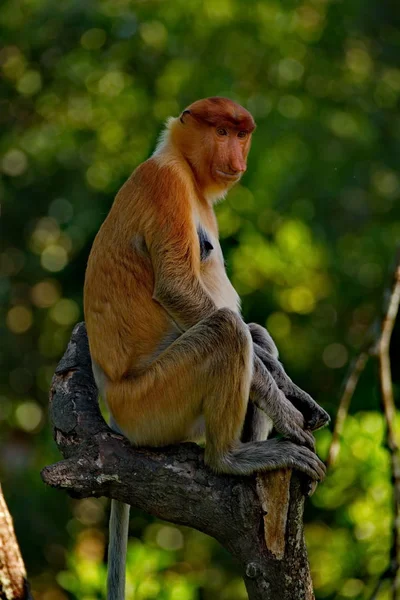 Malaysia Der Langnasenaffe Oder Kahau Ist Eine Primatenart Aus Der — Stockfoto