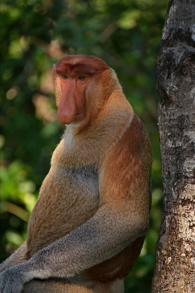 Malasia Mono Nariz Larga Kahau Una Especie Primates Subfamilia Monos —  Fotos de Stock