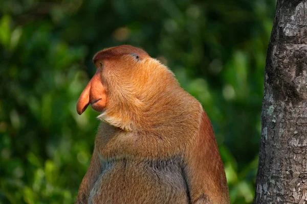Malaisie Singe Long Nez Kahau Une Espèce Primates Sous Famille — Photo