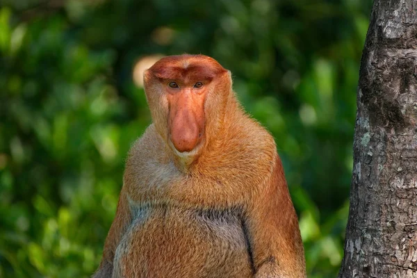 Malaisie Singe Long Nez Kahau Une Espèce Primates Sous Famille — Photo