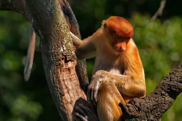 Malásia Macaco Nariz Comprido Kahau Uma Espécie Primatas Subfamília Dos — Fotografia de Stock