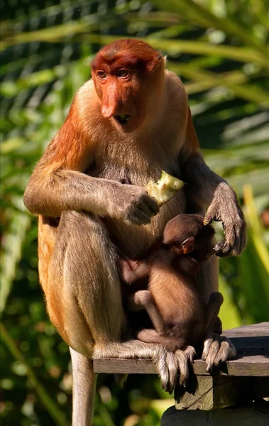 Malasia Mono Nariz Larga Kahau Una Especie Primates Subfamilia Monos —  Fotos de Stock