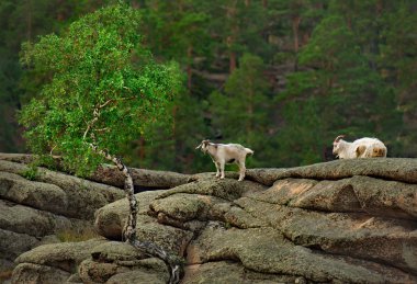 Kazakistan. Doğal dağ Parkı Bayanaul 'da otlayan keçiler..