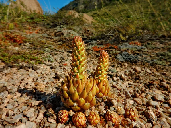 Kazajstán Rosa Piedra Molodilo Tiene Reputación Ser Plantas Muy Resistentes — Foto de Stock