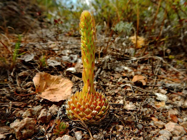 Kazakhstan Stone Rose Molodilo Has Reputation Being Very Hardy Unpretentious — Stock Photo, Image