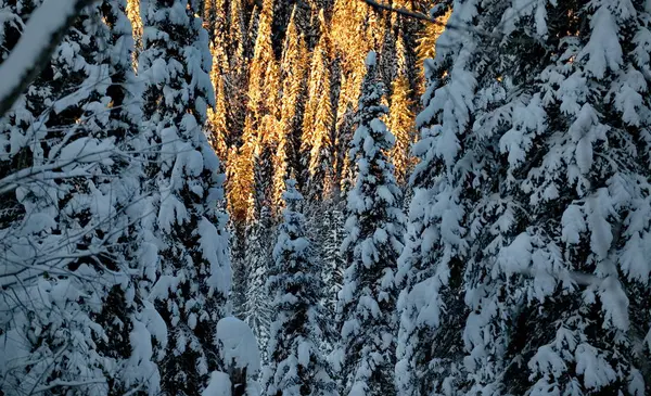 Russie Sud Sibérie Occidentale Coucher Soleil Givré Dans Montagne Altaï — Photo