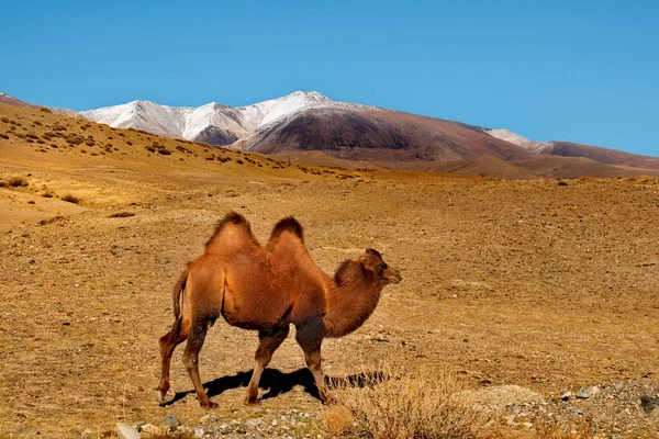 Rusya Moğolistan Sınırındaki Altai Dağları Nın Güneyinde Yerel Köylerde Develer — Stok fotoğraf