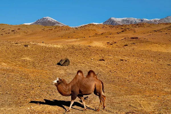 Rusko Jižně Pohoří Altai Hranici Mongolskem Místních Vesnicích Velbloudi Jsou — Stock fotografie