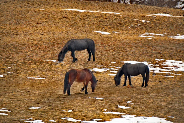 俄罗斯 西伯利亚西部的南部 高山阿尔泰 沿翠路自由放牧的马 — 图库照片