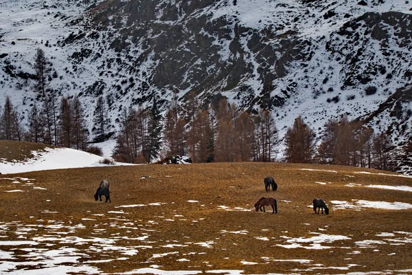 Russia South Western Siberia Mountain Altai Freely Grazing Horses Chui — 스톡 사진