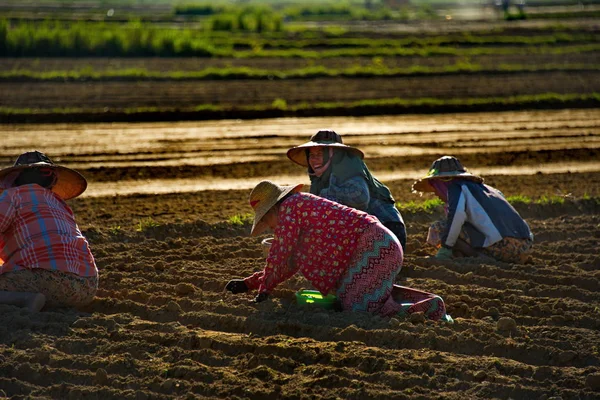 Myanmar 2016 Dorffrauen Pflanzen Bohnen Und Erdnusssamen Einem Gepflügten Auenfeld — Stockfoto
