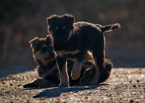 Onvoorzichtige Jeugd Van Kleine Puppy Honden Van Onbekend Ras — Stockfoto