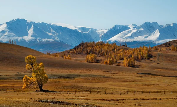 Ryssland Berg Altai Desert Stäpper Vid Foten Norra Chui Bergskedjan — Stockfoto