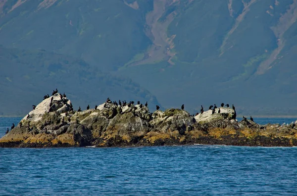 Russia. Far East, Kamchatka Peninsula. Along the coast of the Avacha Bay are scattered many rocky Islands inhabited by gulls and cormorants.