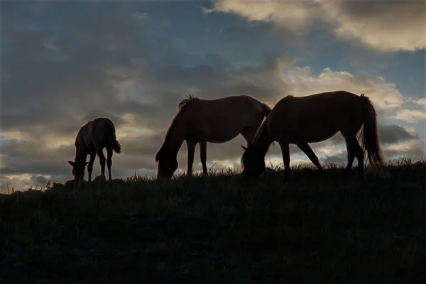 Kazakhstan Grazing Horses Steppes Natural Mountain Park Bayanaul — 图库照片