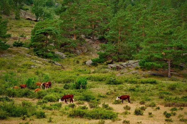 Cazaquistão Oriental Vacas Que Pastam Pacificamente Parque Natural Nacional Bayanaul — Fotografia de Stock