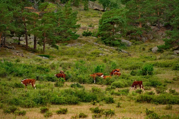 Cazaquistão Oriental Vacas Que Pastam Pacificamente Parque Natural Nacional Bayanaul — Fotografia de Stock