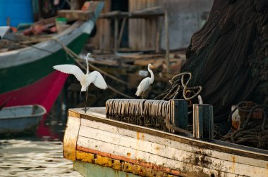 Malezya. Semporna balık pazarı. Beyaz balıkçıl, satıcılar tarafından kaybolan ya da atılan balıklara bakar..