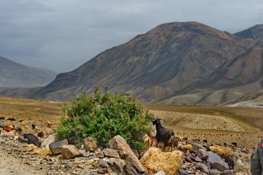 Tacikistan. Yorgun koyun sürüleri, Pamir yolu boyunca evlerine dönüyorlar..