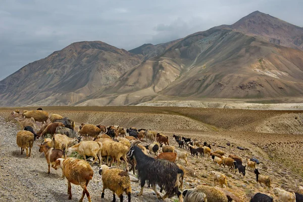 Tadżykistan Stada Zmęczonych Owiec Wracają Domu Wzdłuż Kamienistej Drogi Pamir — Zdjęcie stockowe