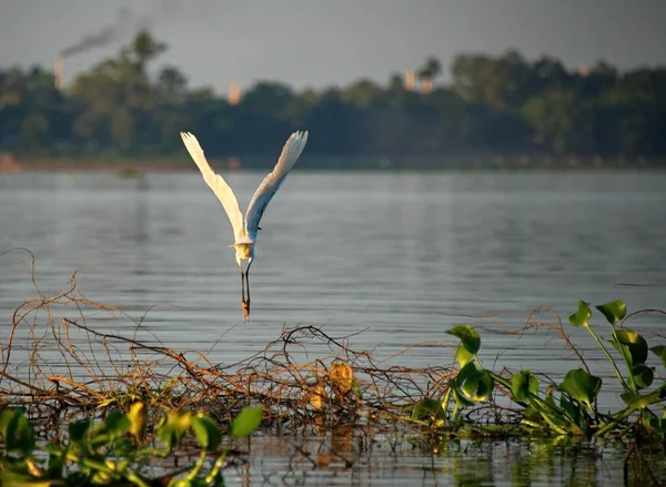 Asie Myanmar Héron Blanc Vivant Dans Les Eaux Peu Profondes — Photo