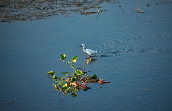生活在曼德勒湖附近浅水中的白鹭 — 图库照片