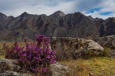 Rusya. Dağ Altay. Chuyskiy yolu Maralnik (Rhododendron Ledebourii çiçeklenme döneminde).