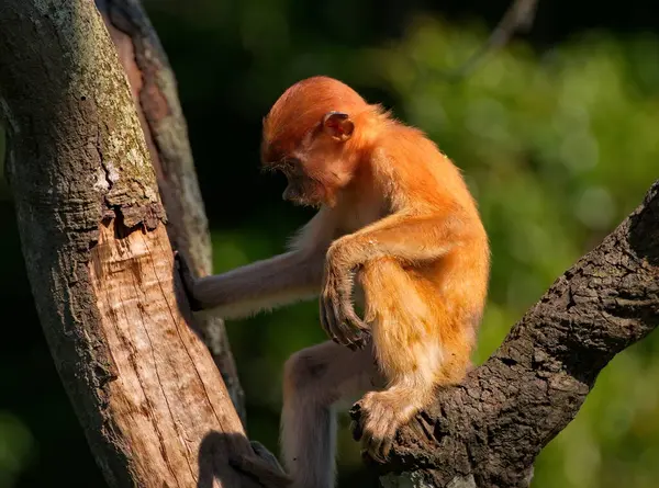 Maleisië Langsnuitaap Kahau Een Soort Primaten Uit Familie Van Apen — Stockfoto