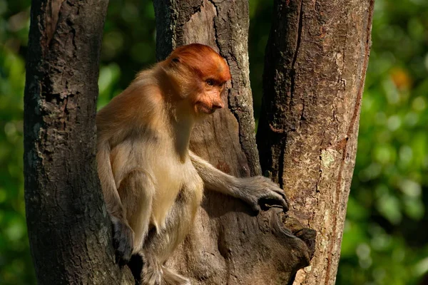 Maleisië Langsnuitaap Kahau Een Soort Primaten Uit Familie Van Apen — Stockfoto