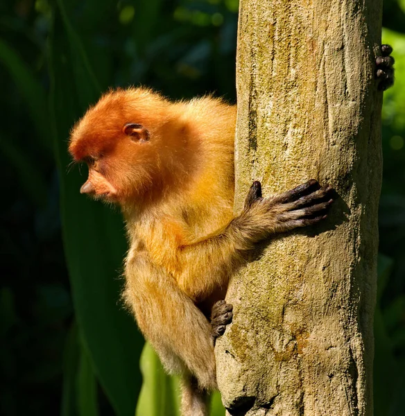 Malaysia Long Nosed Monkey Kahau Species Primates Subfamily Thin Bodied — Stock Photo, Image