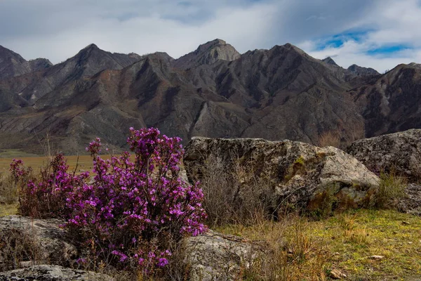 Russland Bergaltai Chuyskiy Trakt Der Blütezeit Von Maralnik Rhododendron Ledebourii — Stockfoto