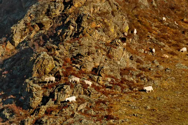 Ryssland Berg Altai Flock Får Betar Sluttningarna Branta Klippor Nära — Stockfoto