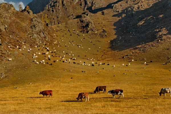 Rosja Górski Altai Stado Owiec Stado Krów Wypasają Się Zboczach — Zdjęcie stockowe